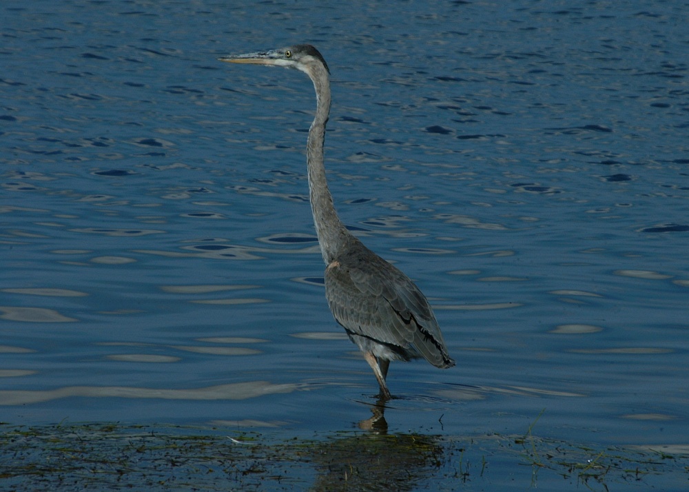 (08) Dscf8014.jpg   (1000x714)   216 Kb                                    Click to display next picture