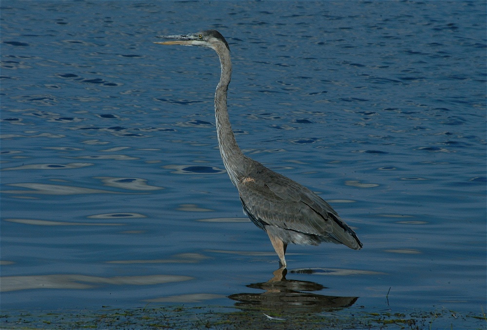 (09) Dscf8015.jpg   (1000x679)   248 Kb                                    Click to display next picture