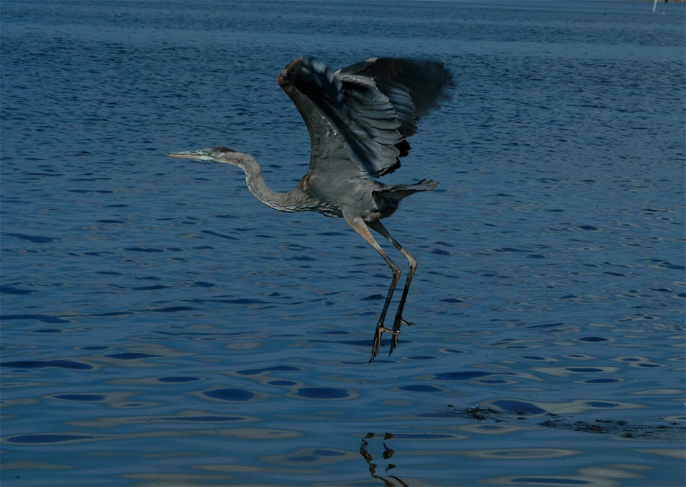 (11) Dscf8017.jpg   (1000x710)   271 Kb                                    Click to display next picture