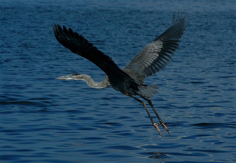 (12) Dscf8018.jpg   (1000x691)   262 Kb                                    Click to display next picture