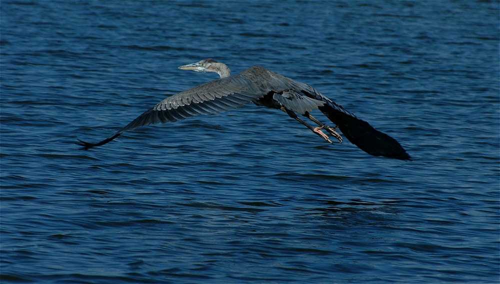 (13) Dscf8019.jpg   (1000x569)   246 Kb                                    Click to display next picture