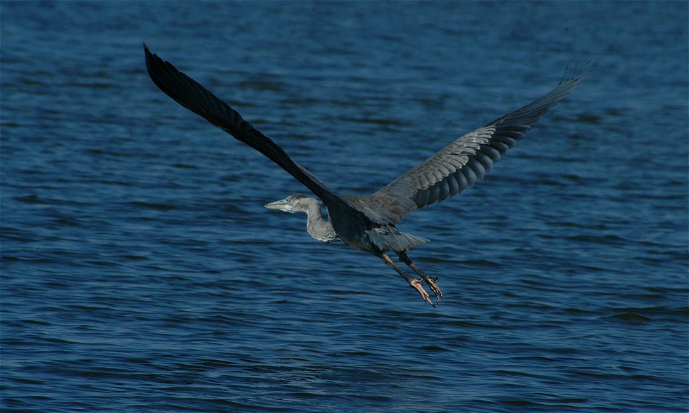 (14) Dscf8020.jpg   (1000x600)   226 Kb                                    Click to display next picture