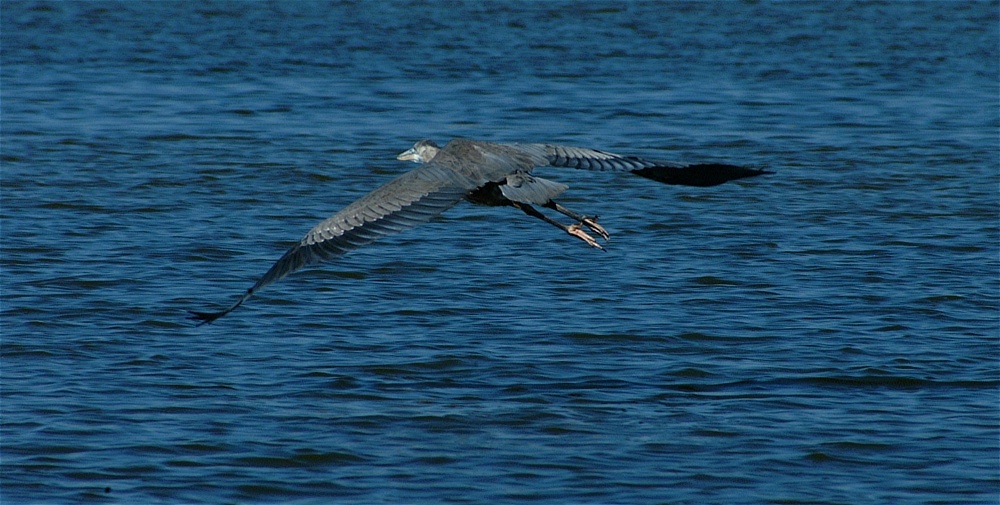 (15) Dscf8021.jpg   (1000x505)   216 Kb                                    Click to display next picture