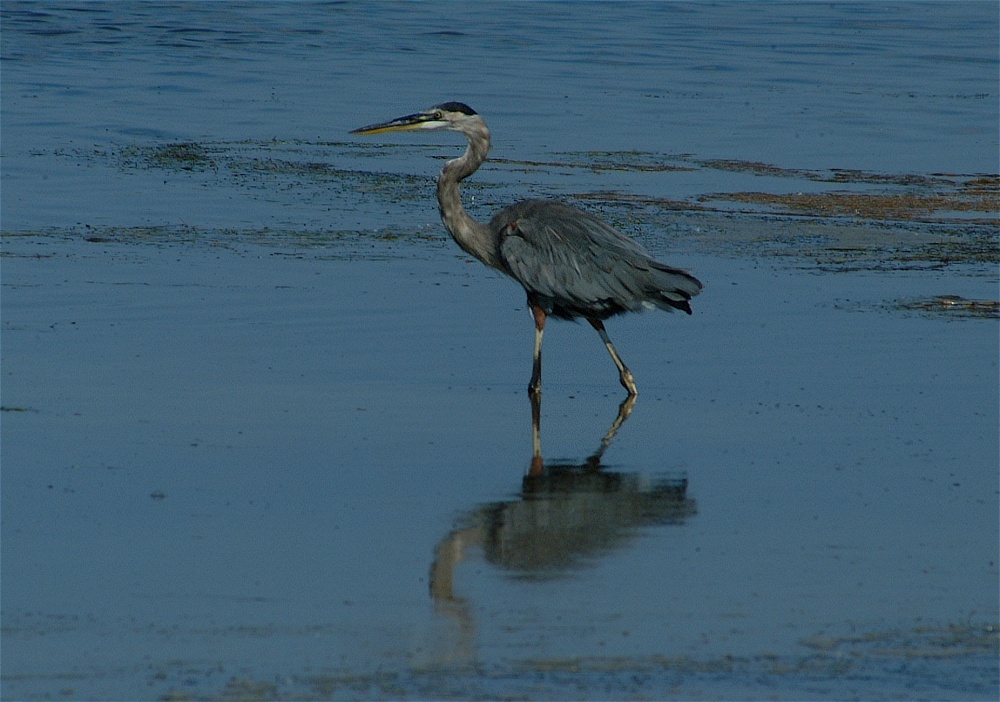 (16) Dscf8022.jpg   (1000x702)   218 Kb                                    Click to display next picture