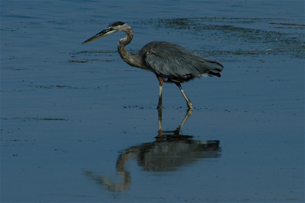 (17) Dscf8023.jpg   (1000x667)   199 Kb                                    Click to display next picture