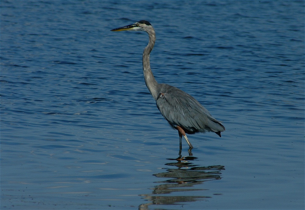 (18) Dscf8024.jpg   (1000x689)   234 Kb                                    Click to display next picture