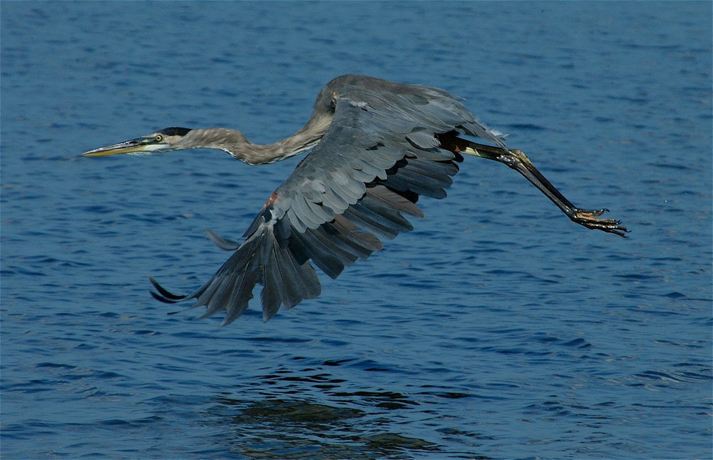 (20) Dscf8026.jpg   (1000x645)   246 Kb                                    Click to display next picture