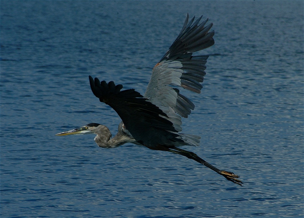 (21) Dscf8027.jpg   (1000x716)   265 Kb                                    Click to display next picture