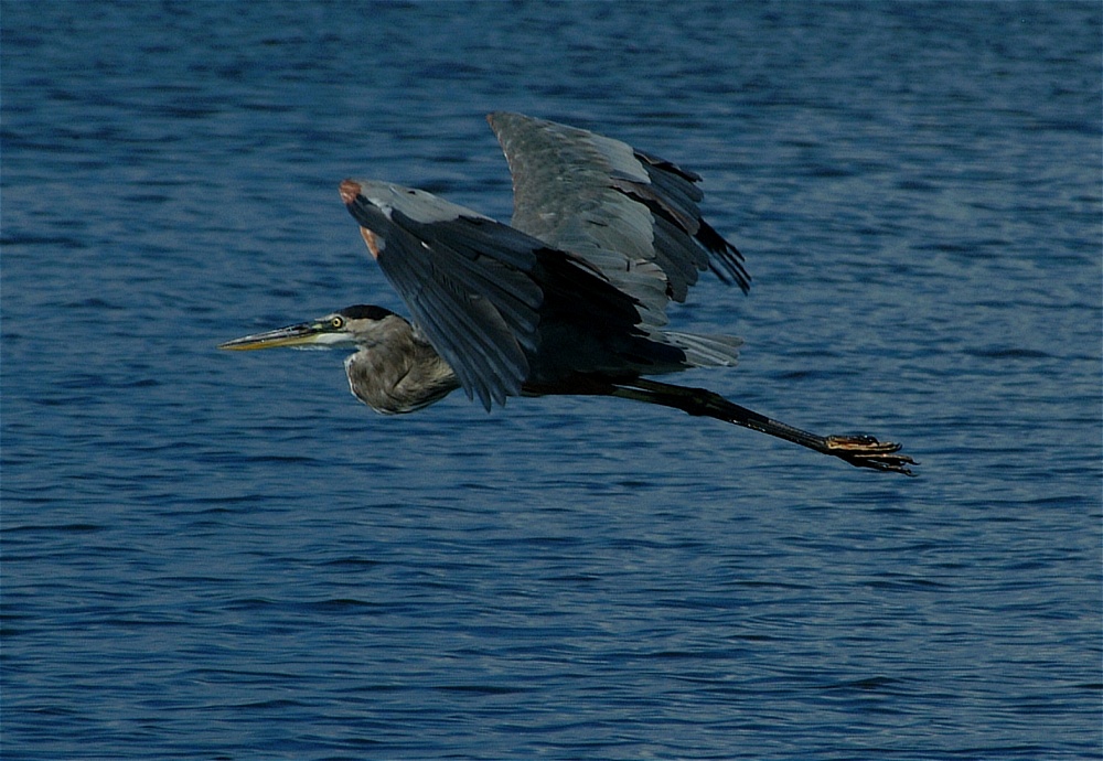 (22) Dscf8028.jpg   (1000x690)   258 Kb                                    Click to display next picture