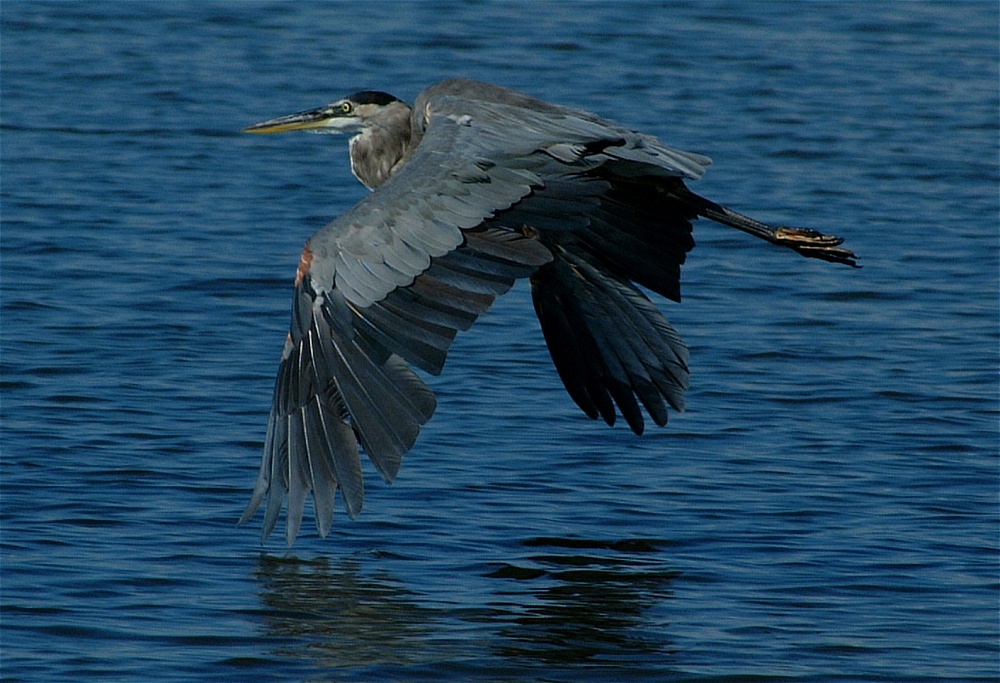 (23) Dscf8029.jpg   (1000x683)   251 Kb                                    Click to display next picture