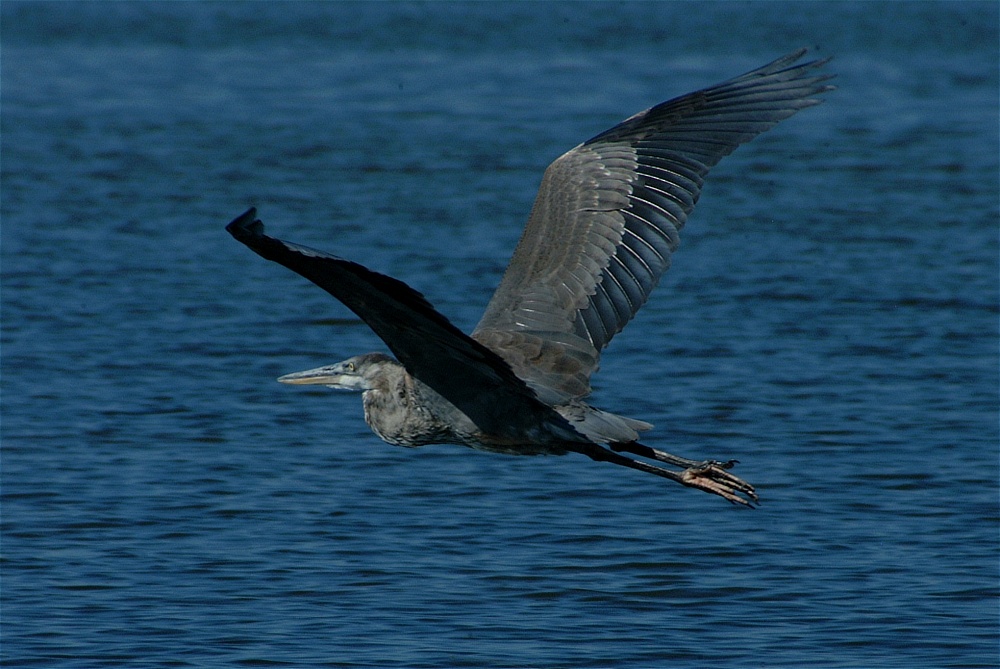 (25) Dscf8032.jpg   (1000x669)   234 Kb                                    Click to display next picture