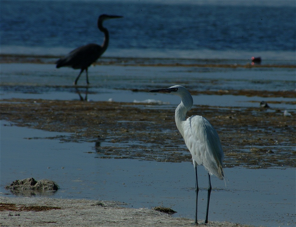 (28) Dscf8035.jpg   (965x740)   255 Kb                                    Click to display next picture