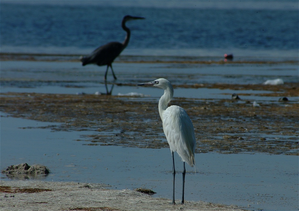 (29) Dscf8036.jpg   (1000x705)   250 Kb                                    Click to display next picture