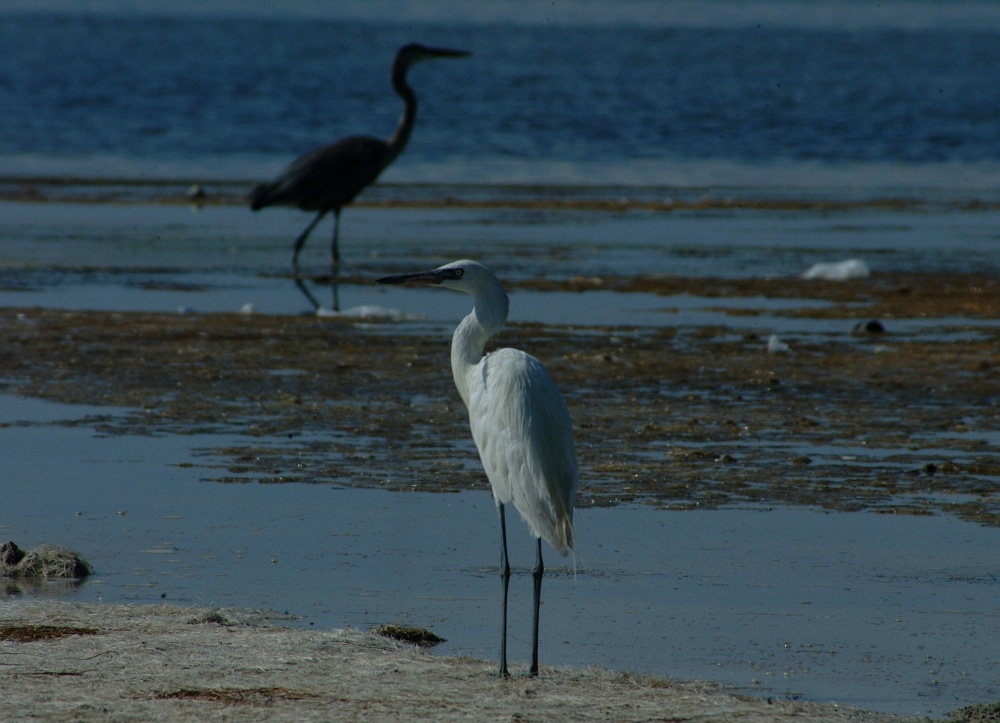 (30) Dscf8037.jpg   (1000x723)   207 Kb                                    Click to display next picture