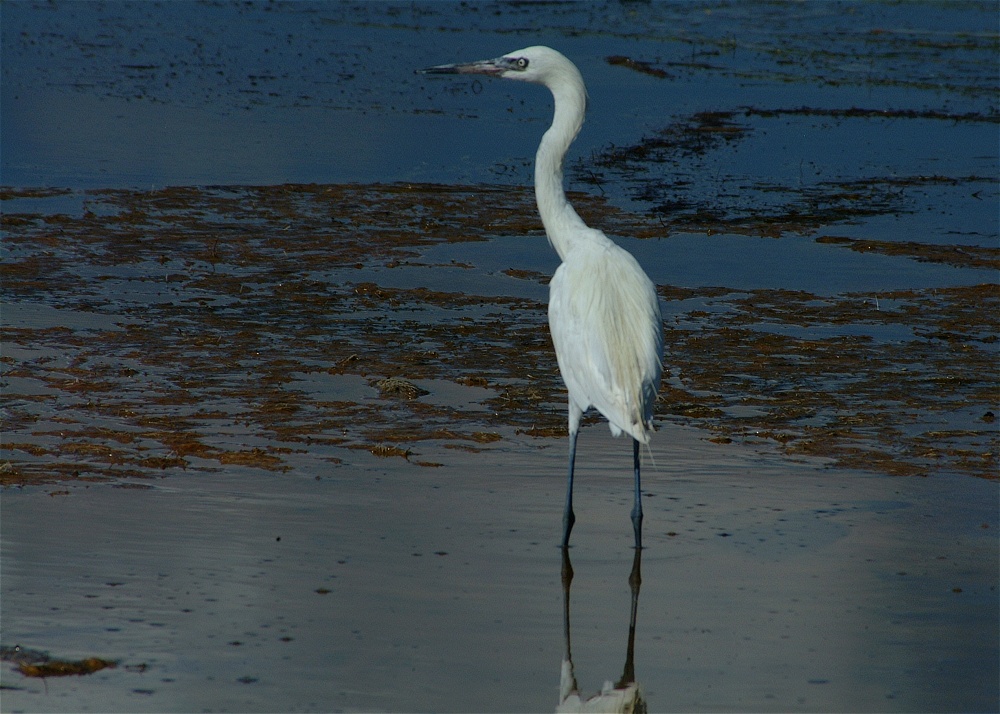 (31) Dscf8038.jpg   (1000x714)   272 Kb                                    Click to display next picture