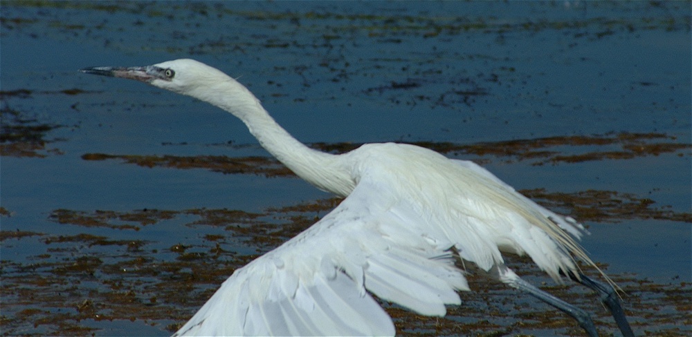 (32) Dscf8039.jpg   (1000x488)   167 Kb                                    Click to display next picture