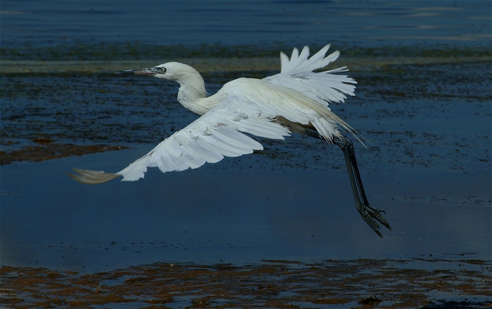 (33) Dscf8040.jpg   (1000x629)   219 Kb                                    Click to display next picture