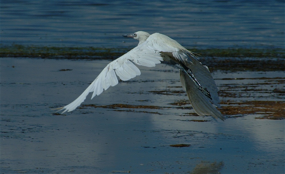 (34) Dscf8041.jpg   (1000x609)   209 Kb                                    Click to display next picture