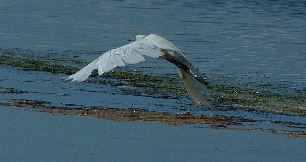 (35) Dscf8042.jpg   (1000x531)   200 Kb                                    Click to display next picture