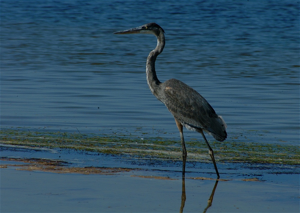 (36) Dscf8043.jpg   (1000x710)   269 Kb                                    Click to display next picture