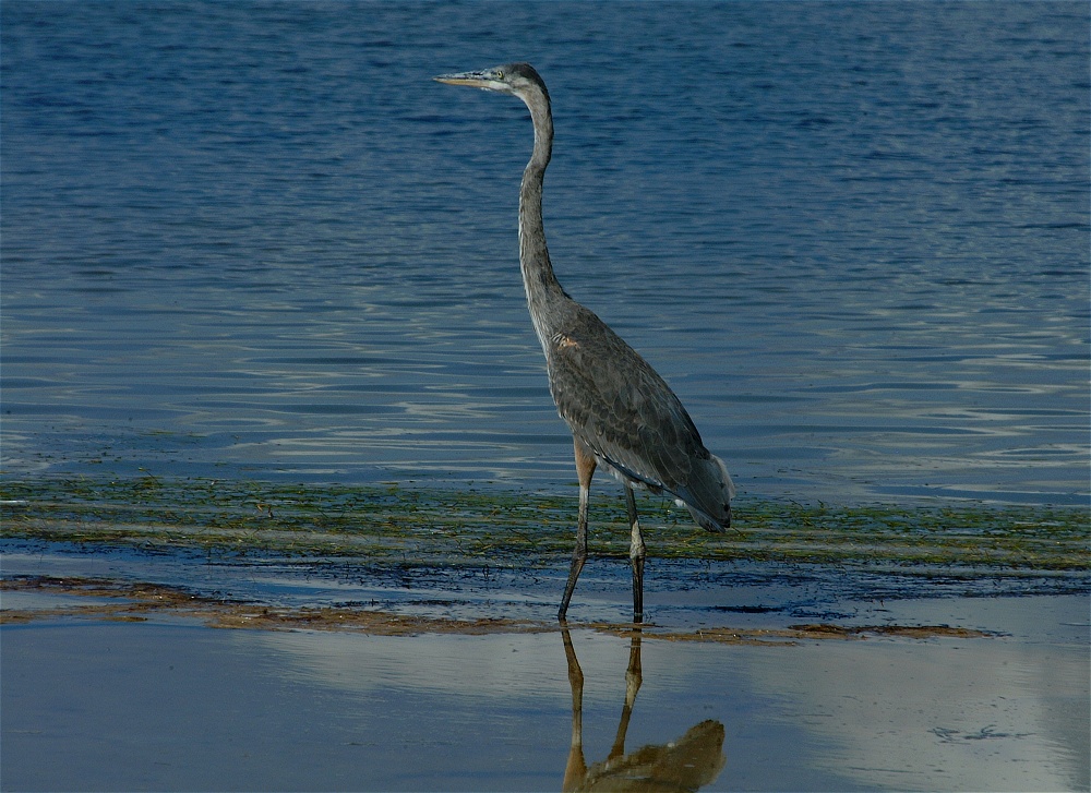 (37) Dscf8044.jpg   (1000x727)   296 Kb                                    Click to display next picture