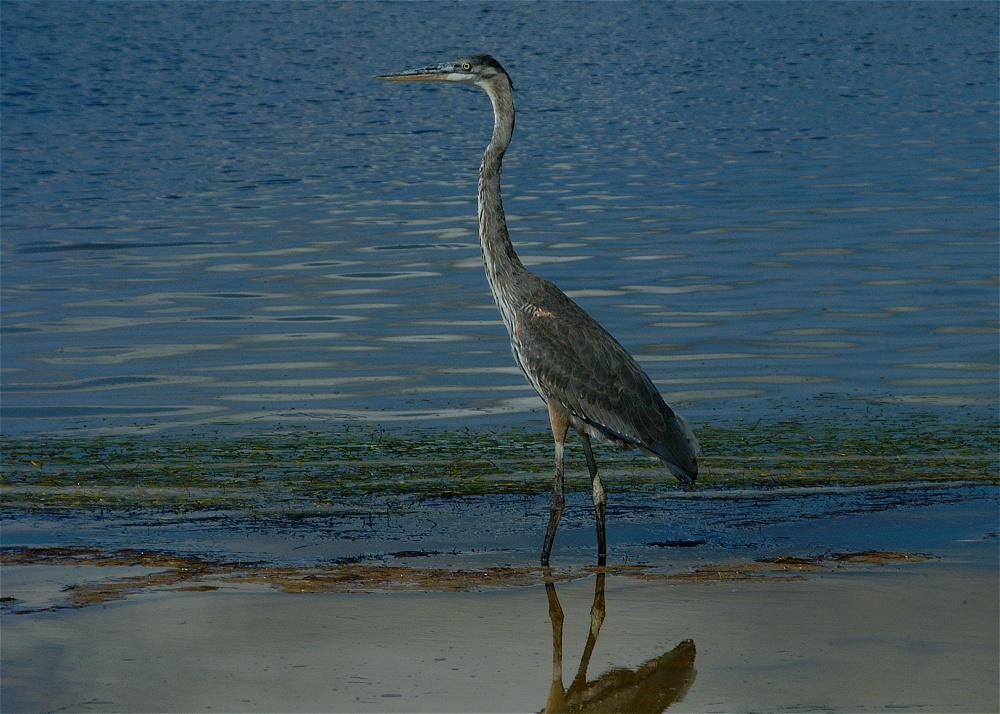 (38) Dscf8045.jpg   (1000x714)   292 Kb                                    Click to display next picture