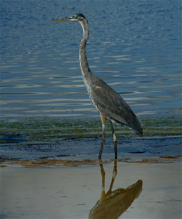 (39) Dscf8046.jpg   (634x760)   198 Kb                                    Click to display next picture