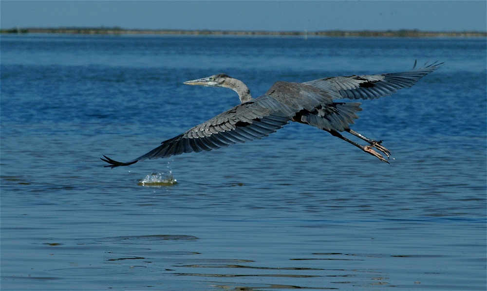 (43) Dscf8050.jpg   (1000x598)   210 Kb                                    Click to display next picture