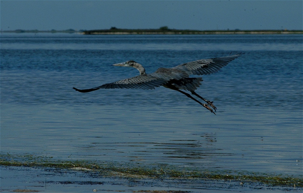 (44) Dscf8051.jpg   (1000x637)   222 Kb                                    Click to display next picture