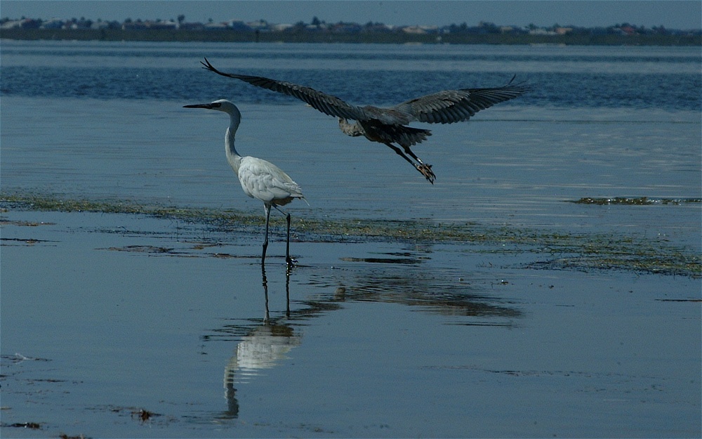 (45) Dscf8052.jpg   (1000x625)   219 Kb                                    Click to display next picture