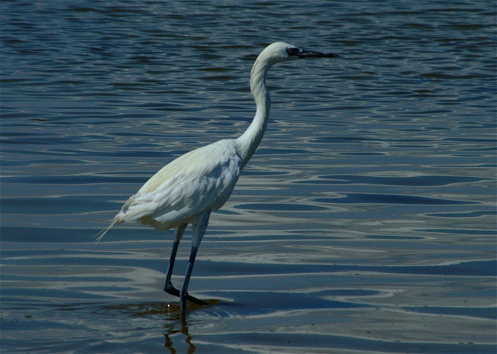 (46) Dscf8053.jpg   (1000x712)   273 Kb                                    Click to display next picture