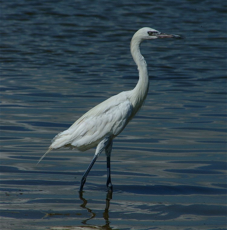 (47) Dscf8054.jpg   (751x759)   204 Kb                                    Click to display next picture