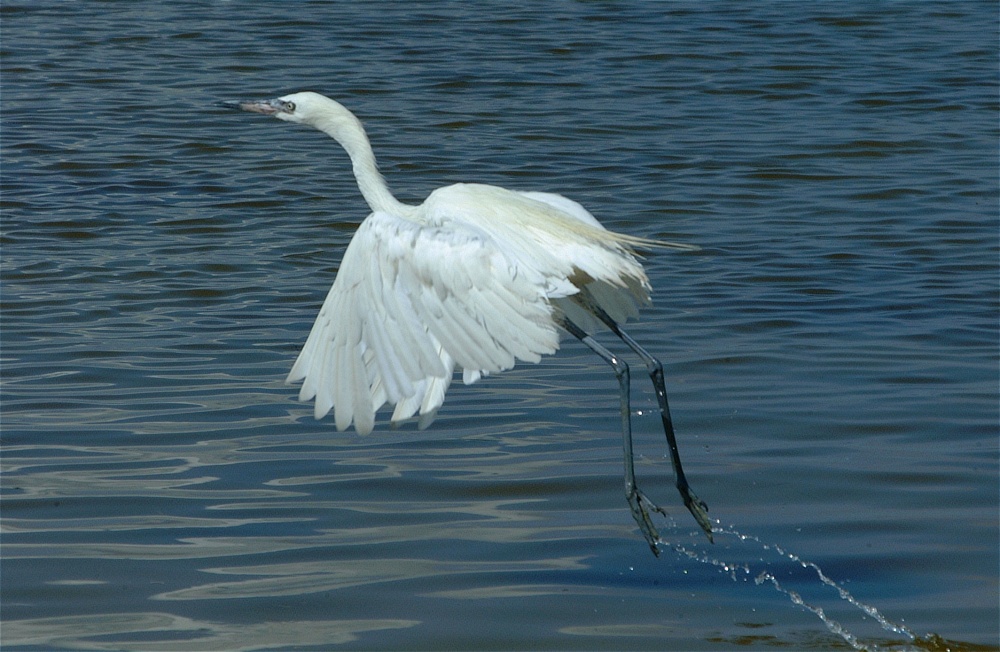 (48) Dscf8055.jpg   (1000x652)   243 Kb                                    Click to display next picture