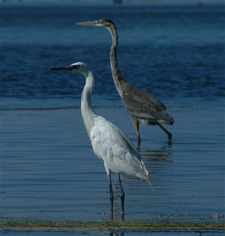 (49) Dscf8057.jpg   (727x760)   184 Kb                                    Click to display next picture