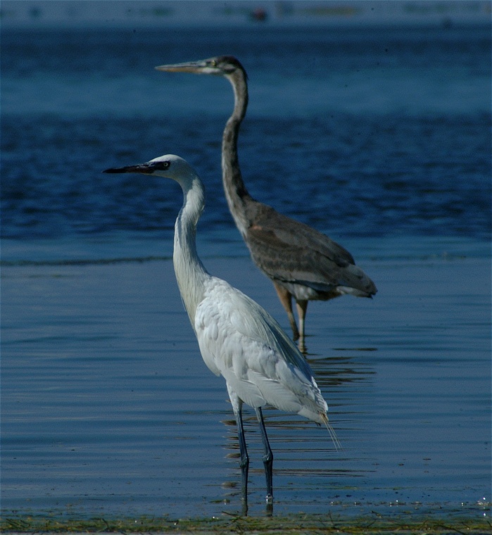 (50) Dscf8058.jpg   (699x760)   181 Kb                                    Click to display next picture