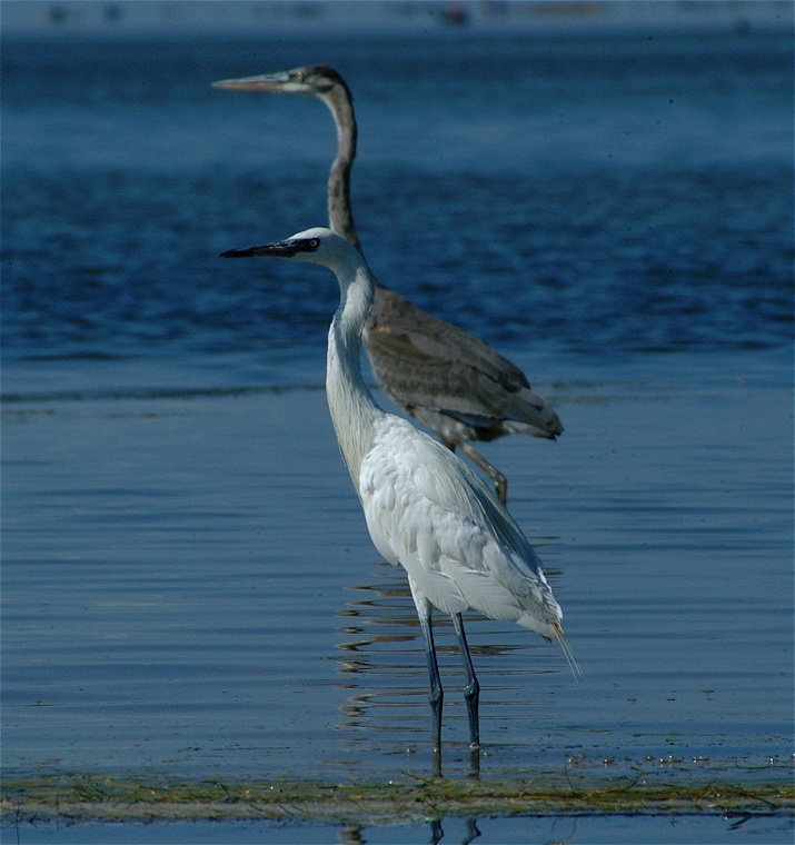 (51) Dscf8059.jpg   (715x760)   188 Kb                                    Click to display next picture