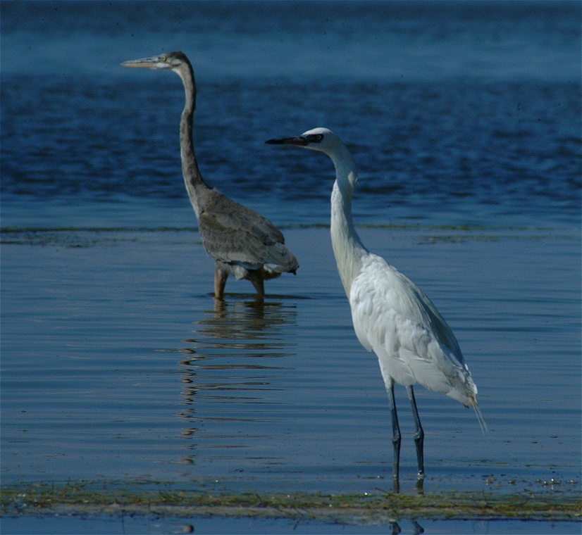 (53) Dscf8061.jpg   (826x760)   214 Kb                                    Click to display next picture