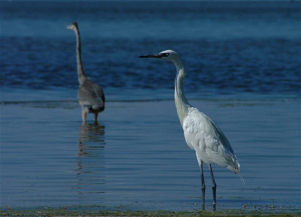 (54) Dscf8063.jpg   (1000x722)   241 Kb                                    Click to display next picture