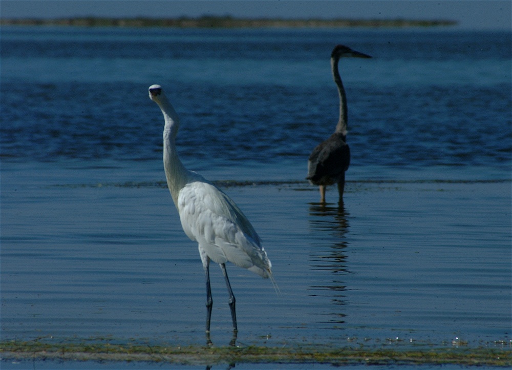 (55) Dscf8064.jpg   (1000x722)   219 Kb                                    Click to display next picture