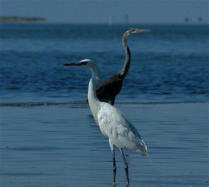 (56) Dscf8065.jpg   (851x760)   178 Kb                                    Click to display next picture