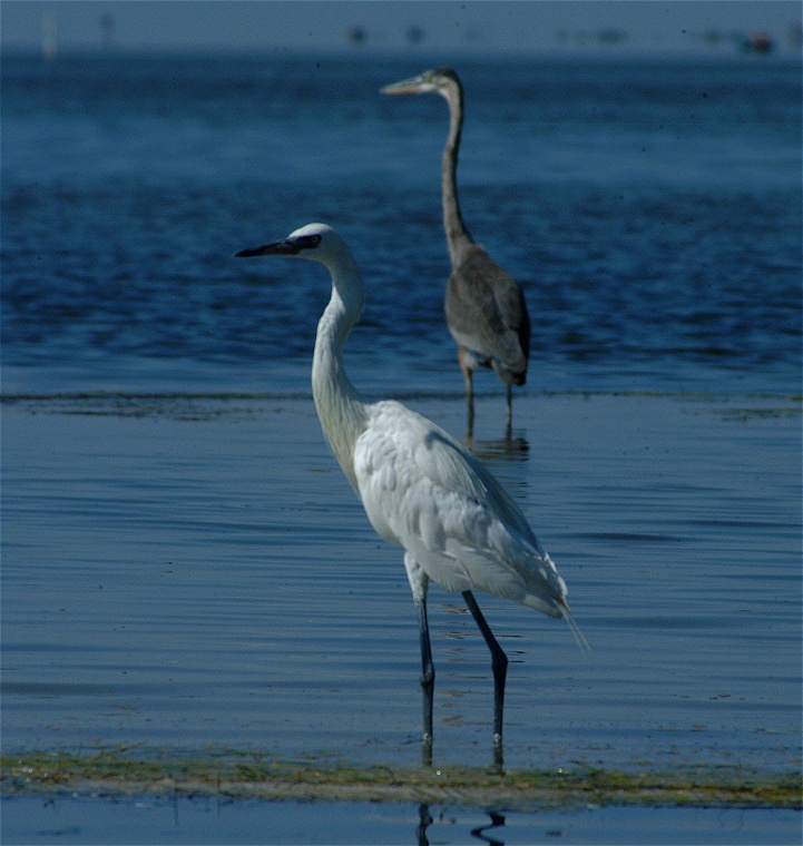 (58) Dscf8067.jpg   (721x760)   181 Kb                                    Click to display next picture