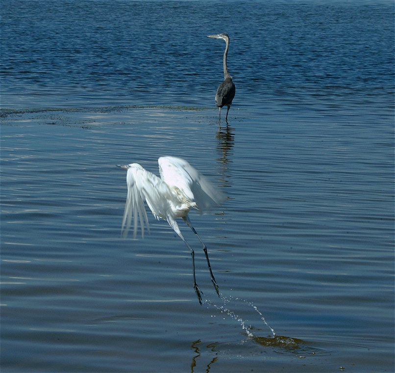 (59) Dscf8068.jpg   (806x760)   232 Kb                                    Click to display next picture