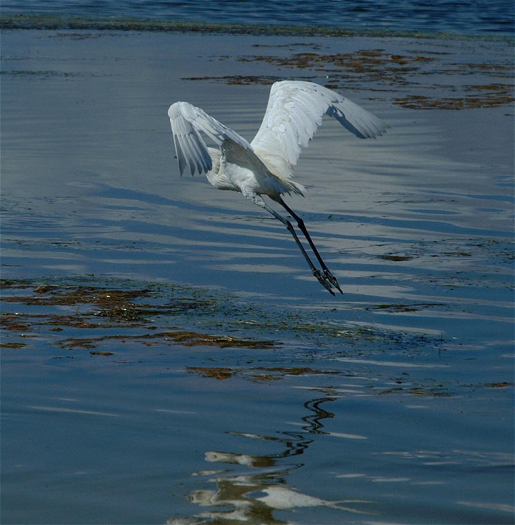 (60) Dscf8069.jpg   (745x760)   214 Kb                                    Click to display next picture