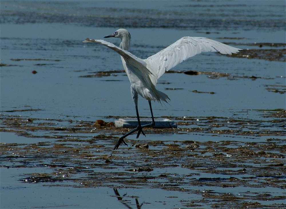 (61) Dscf8070.jpg   (1000x730)   287 Kb                                    Click to display next picture