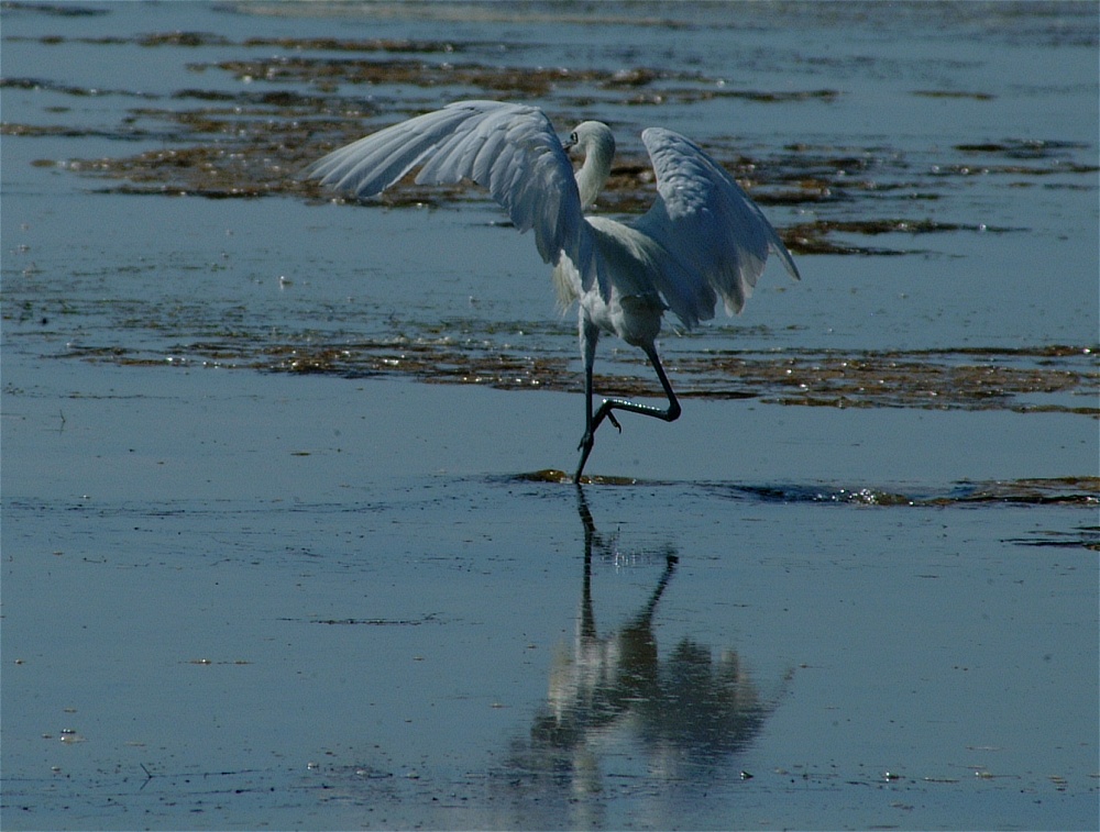 (62) Dscf8071.jpg   (1000x757)   251 Kb                                    Click to display next picture