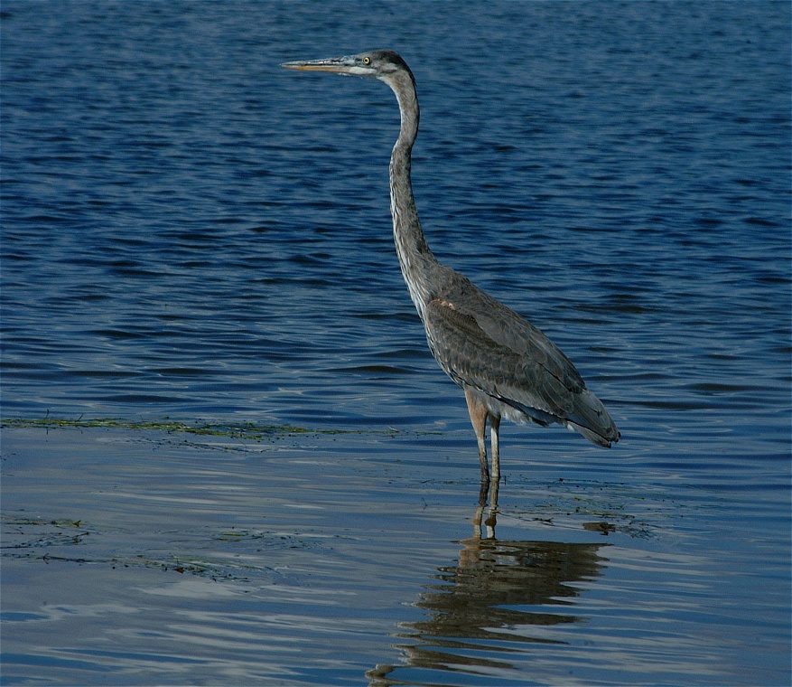 (63) Dscf8072.jpg   (877x760)   283 Kb                                    Click to display next picture