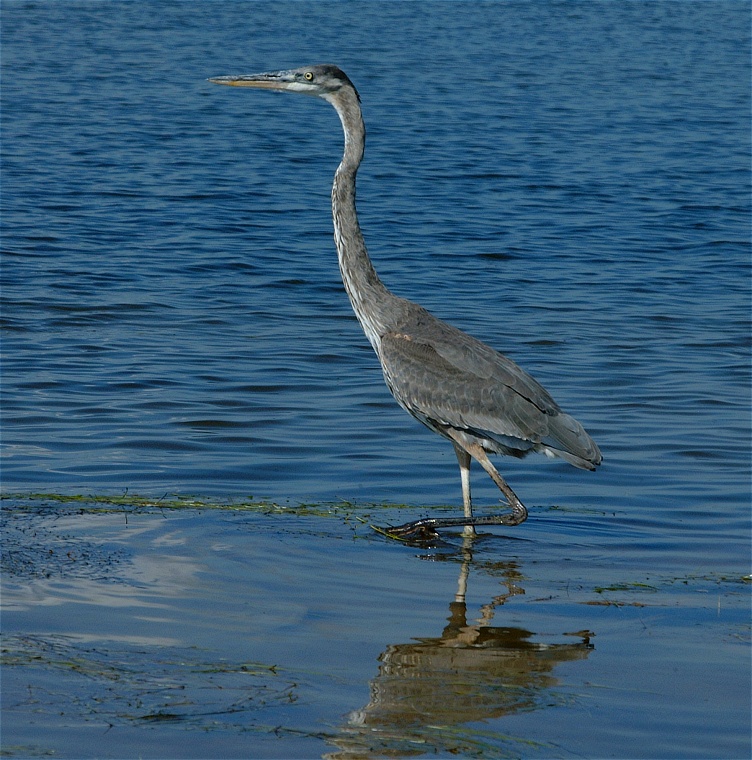 (64) Dscf8073.jpg   (752x760)   244 Kb                                    Click to display next picture