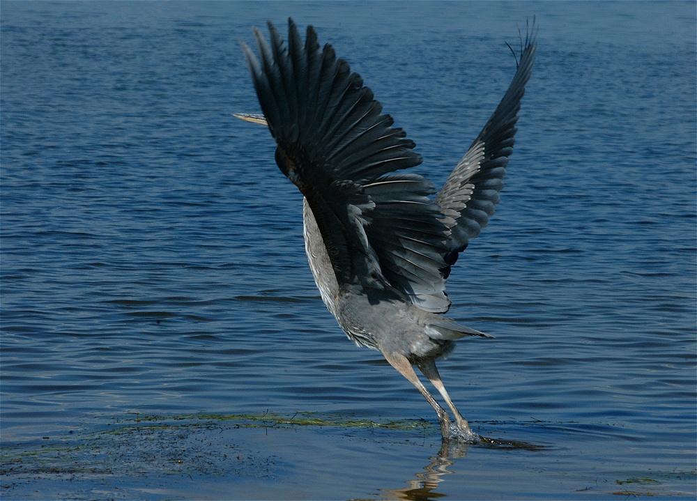 (65) Dscf8074.jpg   (1000x719)   291 Kb                                    Click to display next picture