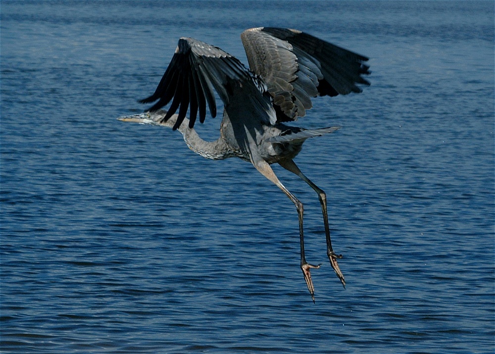 (66) Dscf8075.jpg   (1000x715)   291 Kb                                    Click to display next picture