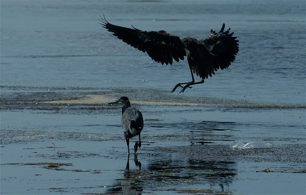 (68) Dscf8077.jpg   (1000x636)   238 Kb                                    Click to display next picture